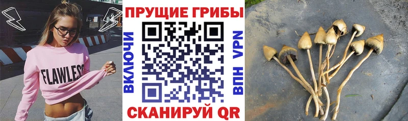 Псилоцибиновые грибы ЛСД где купить наркоту Галич